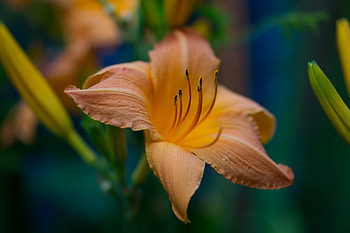 Close up, orange flower, flora HD wallpaper