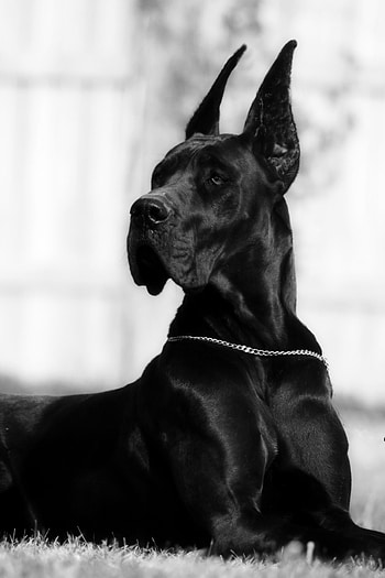 Cropped ears, Great Danes HD phone wallpaper