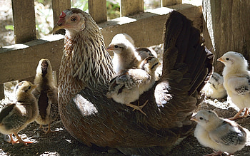 Hen and Chickens, farm, chickens, hen, fence HD wallpaper