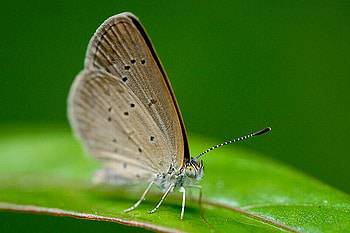 Butterfly, cool, beautiful HD wallpaper
