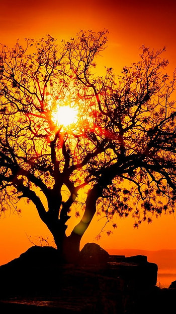 Good Morning, Tree, Sunrise HD phone wallpaper