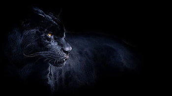 Boxtop AG's finest, Beast of an animal, Fiercely cast, Show-stopping panther HD wallpaper