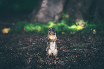 Animals, Squirrel, Grass, Blur, Smooth, Animal, Worth HD wallpaper