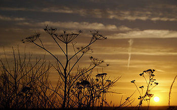 sunset, trees, romantic, sky HD wallpaper