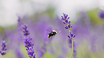 Animal, bee HD wallpaper