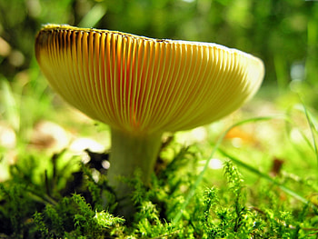 Nature, Mushroom, Cap, Hat, Lactose, Lactarius HD wallpaper