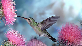 Graceful hummingbird, Nature's gem, Vibrant jewel, Colorful feathers HD wallpaper