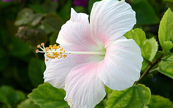 White hibiscus , Floral beauty, Nature's charm, Elegant flowers HD wallpaper