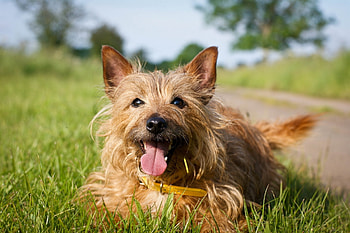 Animals, Grass, To Lie Down, Lie, Dog, Muzzle HD wallpaper
