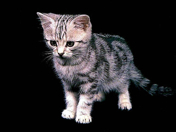Little cat, animal, kitten, cat, black HD wallpaper