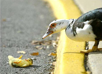 We all need a helping hand, kerb, road, mother duck, duckling HD wallpaper