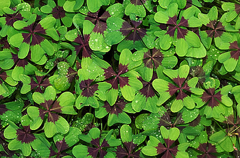Greenery, , Clover, Nature HD wallpaper