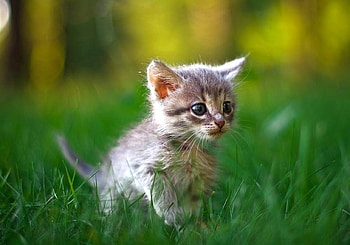 Cute Little Cat, , cool, cute, cat, little HD wallpaper