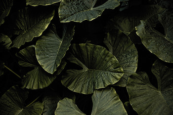 Nature, Leaves, Plant, Xanthosome HD wallpaper