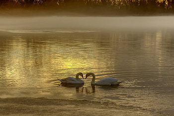 Swans Love, swan, glow, love, lake HD wallpaper