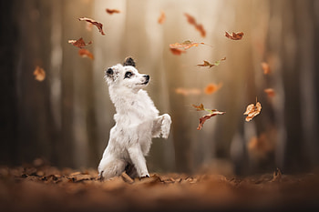Animal, dog HD wallpaper