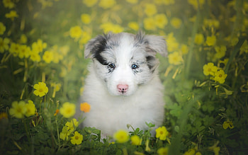 Puppy, dog, australian shpeherd, sweet, animal, white, blue eyes, cute, spring, field, flower, green, yellow, caine HD wallpaper