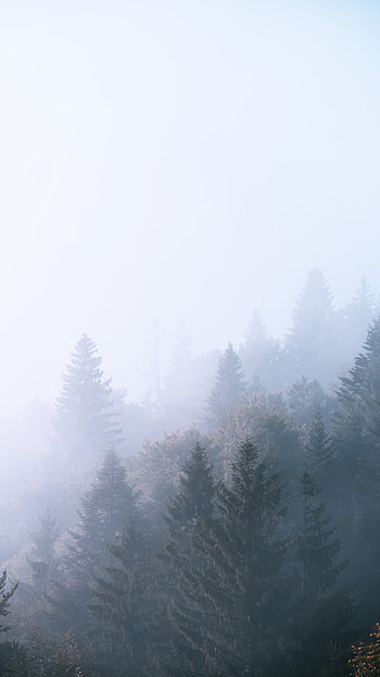 foggie forrest, atmosphere, sky, skyline, fog HD phone wallpaper