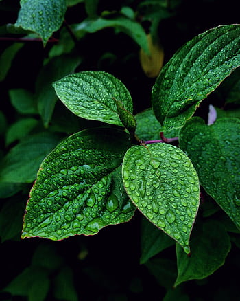 Vibrant green leaves covered in dewdrops, captured in Hol, Norway, showcasing nature's freshness. HD phone wallpaper