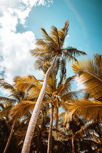 Nature, Trees, Sky, Leaves, Palms, Bottom View HD phone wallpaper