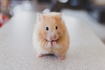 Online purchase, Desertcart, Guernsey, Hamster animal HD wallpaper