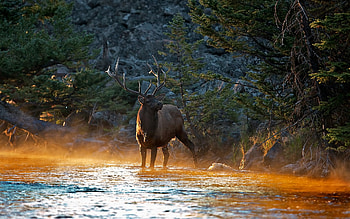 Animals, Deers HD wallpaper