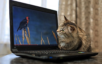 Modern window, blue, animal, bird, laptop, cute, cat, funny, computer HD wallpaper