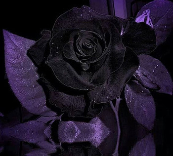 dark rose, purple, still life, roses, graphy, art, flowers, dark HD wallpaper