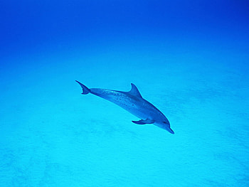 Animals, Dolfins HD wallpaper