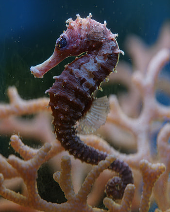 The New Holland, Seahorses HD phone wallpaper
