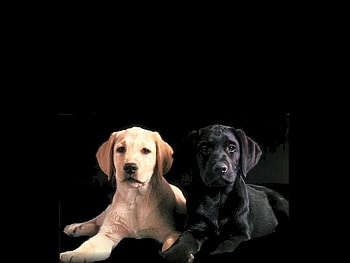 Friend dogs, animal, dog, puppy, labrador, couple HD wallpaper