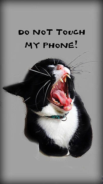 Don't Touch Cat, mine, mouth open wide, stay back, attack, bite, go away, teeth, lockscreen, do not touch my , tuxedo kitty HD phone wallpaper