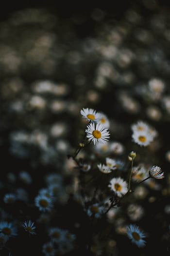 A moody close-up of white daisies in twilight with a blurred background. HD phone wallpaper
