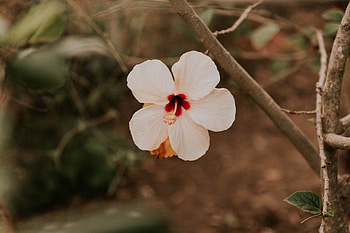 Flowers, Pink, Flower, Plant, Hibiscus HD wallpaper