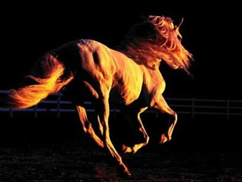 sunset gallop, gallop, horse, nice, sunset HD wallpaper
