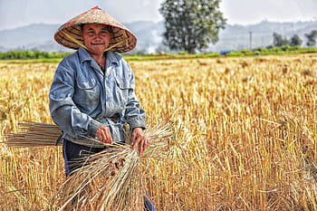Smiling farmer harvesting wheat in a rural field. Traditional attire and straw hat worn under sunny skies. HD wallpaper