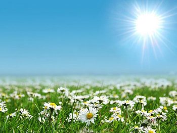 Landscape, Flowers, Fields, Sun, Camomile HD wallpaper