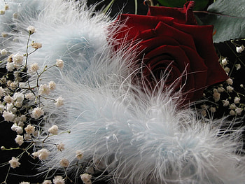 Romance is in the Air, rose, white, pretty, gypsophila, red, flowers, feather boa, femanine HD wallpaper
