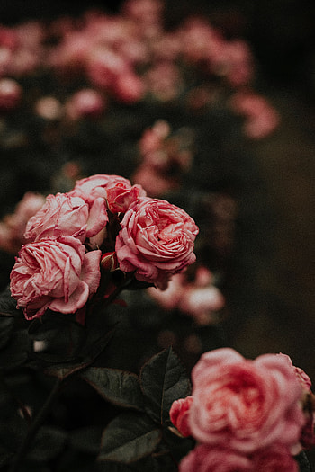 Flowers, Roses, Pink, Flower Bed, Flowerbed HD phone wallpaper