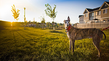 Animals, Nature, Building, Dog, Sunlight HD wallpaper