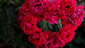 LOVE, heart, roses, red, flower HD wallpaper