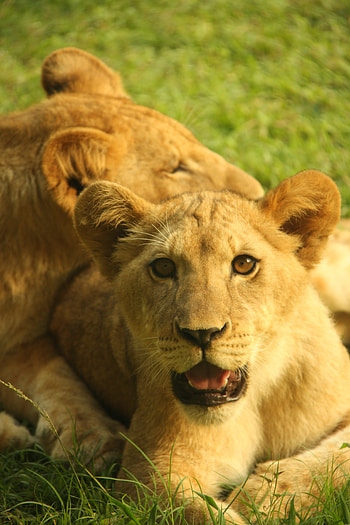 Animals, Grass, Young, Calf, Lion Cub HD phone wallpaper