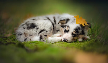 Dog, animal, puppy, friend HD wallpaper