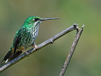 Green Bird, bird, , green, cool, humming HD wallpaper
