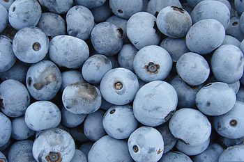 Blueberries, ripen, fruits HD wallpaper