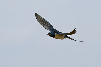 Swallow hirundo rustica, Bird facts, Folklore stories, Avian behavior HD wallpaper