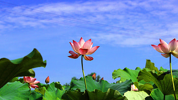 lotus flower HD wallpaper