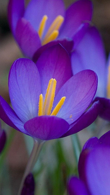 Purple Flowers, Nature, Beauty HD phone wallpaper
