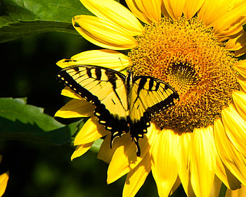 Wings on the sun, butterfly, gold green, swallowtail, yellow and black, sunflower HD wallpaper
