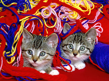 Animals, Couple, Pair, Thread, Threads, Kittens, Look HD wallpaper